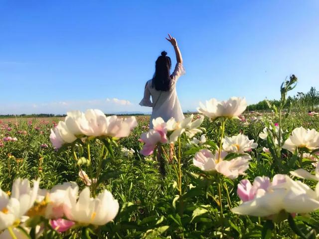 5月25日 与额敏来一场“芬芳花季 芍药之约”