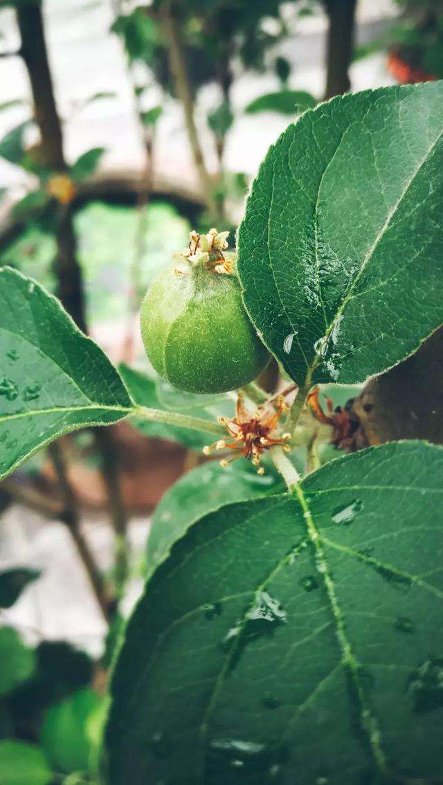 小满 | 初成长。