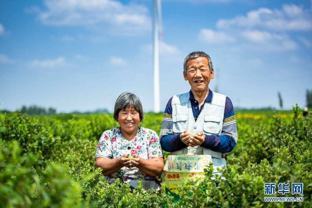 笑从金银花田来——幸福老两口的脱贫攻略