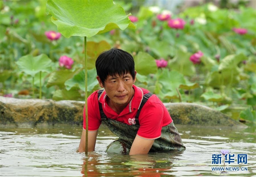 （社会）（1）陆宁：农民“养荷人”打造“荷花王国”